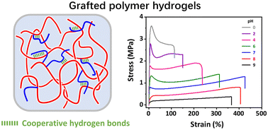 Graphical abstract: Tough supramolecular hydrogels of poly(N,N-dimethylacrylamide)-grafted poly(methacrylic acid) with cooperative hydrogen bonds as physical crosslinks