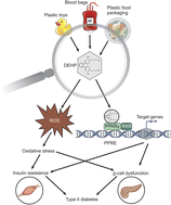 Graphical abstract: Di(2-ethylhexyl)phthalate and type 2 diabetes