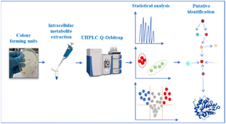 Graphical abstract: Untargeted metabolomics pilot study using UHPLC-Q-Orbitrap to investigate potential metabolic markers of Brucella abortus biovars