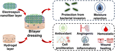 Graphical abstract: Multifunctional bilayer dressings: a next generation biomaterial for enhanced wound healing