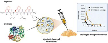 Graphical abstract: Peptide hydrogels as slow-release formulations of protein therapeutics: case study of asparaginase-loaded hydrogels