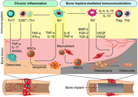 Graphical abstract: Osteoimmunomodulation by bone implant materials: harnessing physicochemical properties and chemical composition