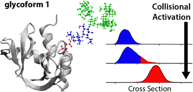 Graphical abstract: Differential melting voltage by tandem-trapped ion mobility spectrometry: glycan structure influences glycoprotein stability