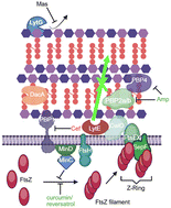 Graphical abstract: A Lyt at the end of the tunnel? Unraveling the complex interactions of the N-acetylglucosaminidase LytG in cell wall metabolism