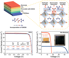Graphical abstract: Intermolecular interactions triggered crystallization phase transition regulation for efficient and stable perovskite photovoltaics