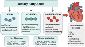 Graphical abstract: Molecular mechanisms of aberrant fatty acids metabolism in driving cardiovascular diseases: key regulatory targets and dietary interventions