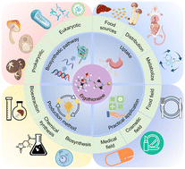 Graphical abstract: Ergothioneine as a promising natural antioxidant: bioactivities, therapeutic potential, and industrial applications