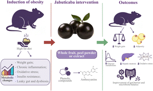 Graphical abstract: Effects of jabuticaba, a Brazilian berry, on obesity, metabolic parameters, and gut health in high-fat diet animal models: a systematic review