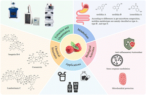 Graphical abstract: Ellagitannins from red raspberry (Rubus idaeus L.): a comprehensive review on chemistry characteristics and beneficial effects