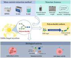 Graphical abstract: Polysaccharides from edible fungi mycelium: a review on extraction, characterization, bioactivities, and biosynthetic mechanisms