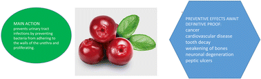 Graphical abstract: Urinary track health benefits and phytochemical characterization based on a narrative review on cranberry and its innovative formulation in phospholipids