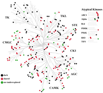 Graphical abstract: Identifying and evaluating understudied protein kinases using biological and chemical criteria