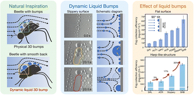 Graphical abstract: Unravelling the aerodynamic enhancement of water harvesting via dynamic liquid bumps