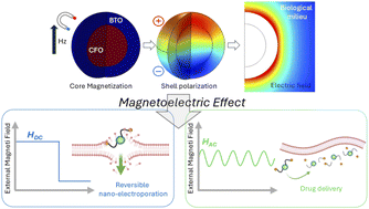 Graphical abstract: Exploring magnetoelectric nanoparticles for advanced nano-electroporation and drug delivery in interventional cardiology