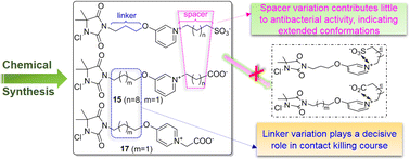 Graphical abstract: Zwitterionic pyridinium N-chloramines: synthesis and antibacterial applications