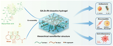 Graphical abstract: Bioactive herbal supramolecular hydrogels with a hierarchical nanofibrillar structure via metal ion mediated co-assembly