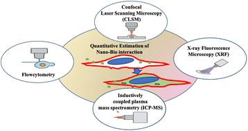 Graphical abstract: Single-cell resolution of nanoparticle uptake and release: quantitative frameworks for targeted therapy