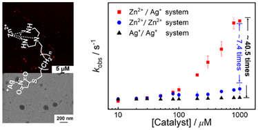 Graphical abstract: Zn(ii)/Ag(i) bi-heterometallic-based assemblies with unexpectedly high catalytic activity for the hydrolysis of phosphodiesters
