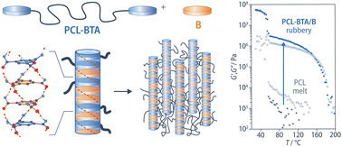 Graphical abstract: Polymer-bridged nanofibrils in a high-molar-mass polyester via co-assembly of benzenetricarboxamide end groups and an additive