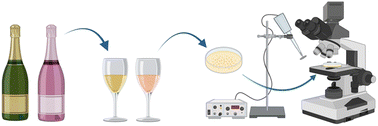Graphical abstract: Rosé or white, glass or plastic: computer vision and machine learning study of cavitation bubbles in sparkling wines