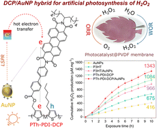 Graphical abstract: Plasmonic enhancement of semiconducting double cable polythiophene–perylene diimide polymer performance in artificial photosynthesis of H2O2