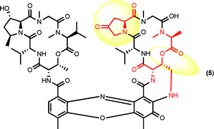 Graphical abstract: First Y-type actinomycins from Streptomyces with divergent structure-activity relationships for antibacterial and cytotoxic properties