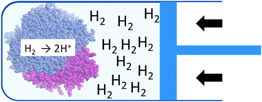 Graphical abstract: Gas pressure effects on the rates of catalytic H2 oxidation by hydrogenases