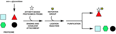 Graphical abstract: A general method for affinity-based proteomic profiling of exo-α-glycosidases