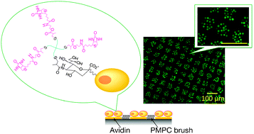 Graphical abstract: Efficient biotinylation of methacryloyl-functionalized nonadherent cells for formation of cell microarrays