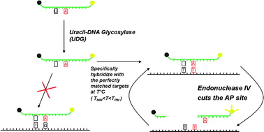 Graphical abstract: Ultra-selective and sensitive DNA detection by a universal apurinic/apyrimidinic probe-based endonuclease IV signal amplification system