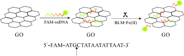 Graphical abstract: A sensitive graphene oxide–DNA based sensing platform for fluorescence “turn-on” detection of bleomycin