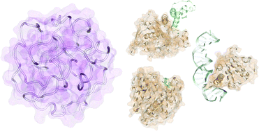 Graphical abstract: Why not consider a spherical protein? Implications of backbone hydrogen bonding for protein structure and function