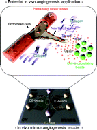 Graphical abstract: In vitro angiogenesis assay for the study of cell-encapsulation therapy
