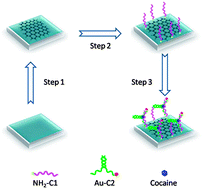 Graphical abstract: Fluorescent sensing of cocaine based on a structure switching aptamer, gold nanoparticles and graphene oxide