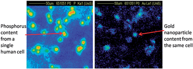 Graphical abstract: Measuring and modelling cell-to-cell variation in uptake of gold nanoparticles