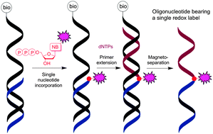 Graphical abstract: Polymerase synthesis of oligonucleotides containing a single chemically modified nucleobase for site-specific redox labelling