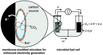 Graphical abstract: Improving charge collection in Escherichia coli–carbon electrode devices with conjugated oligoelectrolytes