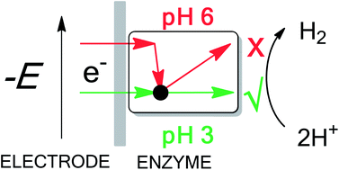 Graphical abstract: Transforming an oxygen-tolerant [NiFe] uptake hydrogenase into a proficient, reversible hydrogen producer