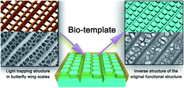 Graphical abstract: An ingenious replica templated from the light trapping structure in butterfly wing scales