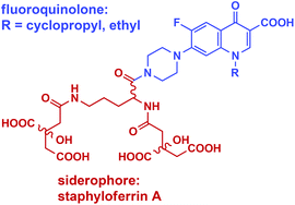 Graphical abstract: Staphyloferrin A as siderophore-component in fluoroquinolone-based Trojan horse antibiotics