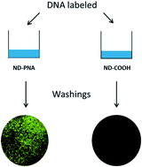 Graphical abstract: Peptide nucleic acid–nanodiamonds: covalent and stable conjugates for DNA targeting