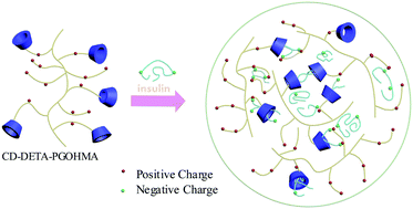 Graphical abstract: β-Cyclodextrin-conjugated amino poly(glycerol methacrylate)s for efficient insulin delivery