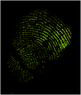 Graphical abstract: Staining using the lipid dye LD540 in fluorous media: application to sebaceous latent fingermarks