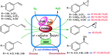 Graphical abstract: Asymmetric epoxidation of alkenes and benzylic hydroxylation with P450tol monooxygenase from Rhodococcus coprophilus TC-2