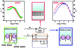 Graphical abstract: Interaction of magnetic nanoparticles with phospholipid films adsorbed at a liquid/liquid interface
