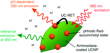 Graphical abstract: Photon upconversion sensitized nanoprobes for sensing and imaging of pH