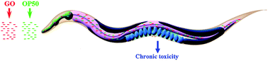Graphical abstract: Immune response is required for the control of in vivo translocation and chronic toxicity of graphene oxide