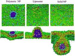 Graphical abstract: Nanoparticle hardness controls the internalization pathway for drug delivery