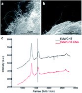 Graphical abstract: Gene delivery to Nile tilapia spermatogonial stem cells using carboxi-functionalized multiwall carbon nanotubes