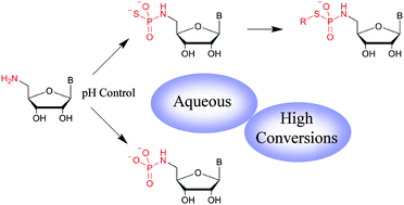 Graphical abstract: The aqueous N-phosphorylation and N-thiophosphorylation of aminonucleosides